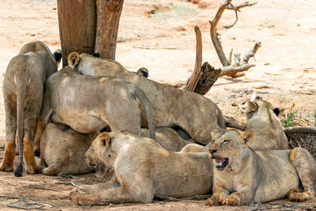 Many young lions resting on the ground in the Savannah after an energy consuming hunting sessionの写真素材