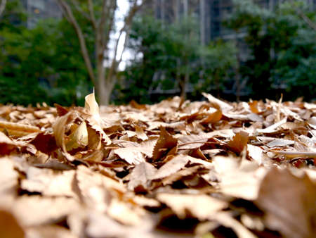 Fallen leaves in the parkの写真素材