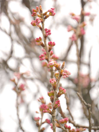 plum blossomsの写真素材