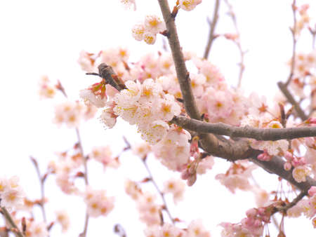 plum blossomsの写真素材