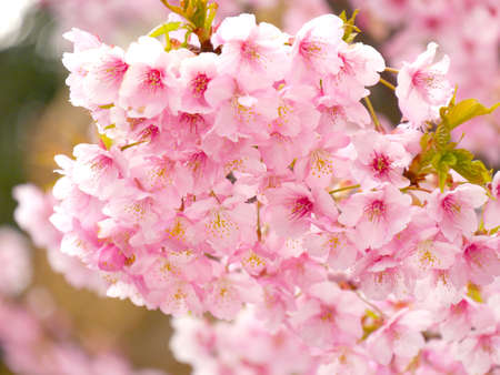 Cherry blossomsの写真素材