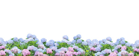 Panoramic composite photo of hydrangea flowersの写真素材