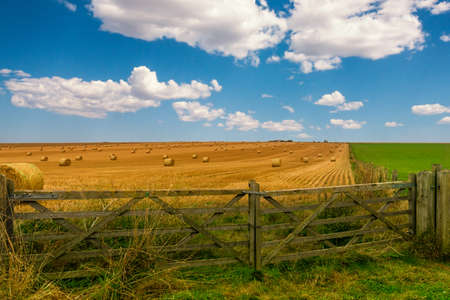 Colorful yellow and green meadow with hay bales and a beautiful blue cloudy sky. A wooden gate...