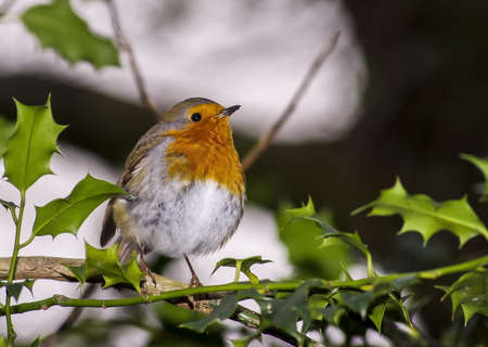 Robin on branch 