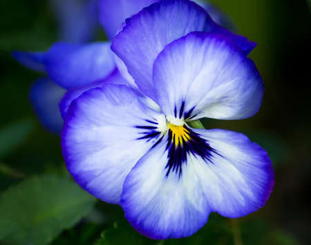 blue pansy on dark green backgroundの写真素材