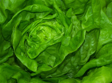 Full frame close up photo of a  Lettuce - for background or textureの写真素材