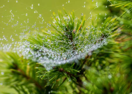 Spider web in the morning dew.の写真素材