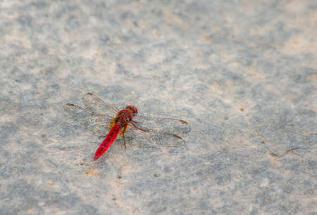 Red dragonfly.
