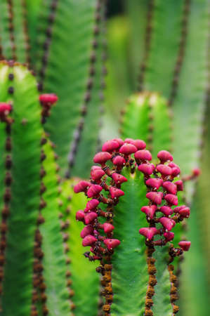 Cactus.の写真素材