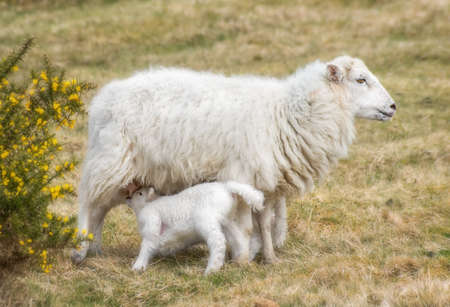 Sheep family grazing  in the park Dartmoor in southern England.の写真素材
