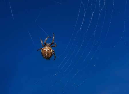 Spider.の写真素材