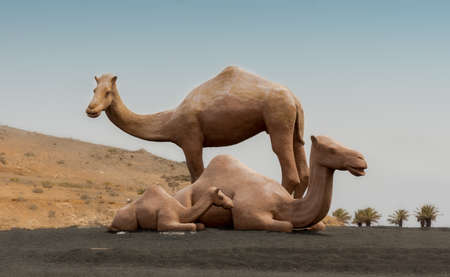Camels family.