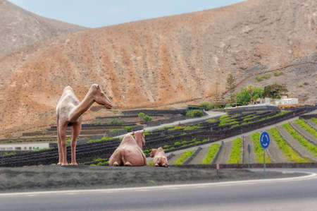 Camels family.の写真素材