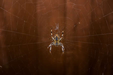 Spider.の写真素材