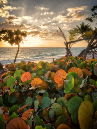 Sunrise in Punta Cana.の写真素材