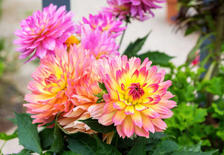 Colorful dahlia blooming in the garden.の写真素材
