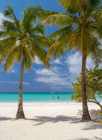 Passenger boats moored at the shore of the Dominican island of Saona.の写真素材