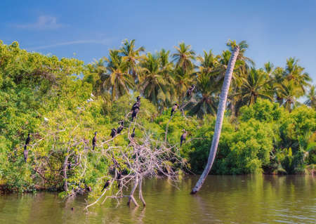 A Dutch canal in Negombo, Sri Lanka.の写真素材