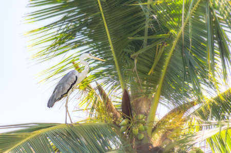 White heron sitting on a palm tree against the blue sky.の写真素材
