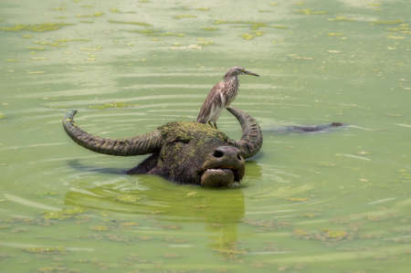 Wild bird sitting on the water buffalo head.の写真素材