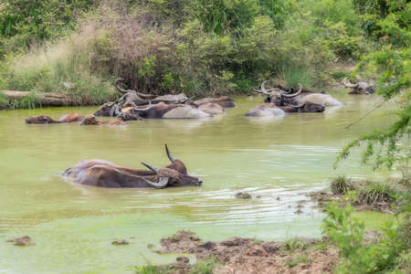Asian Water Buffalo in a Mud Wallow in Sri Lankaの写真素材