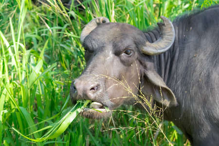 Cow grazing on a meadow, Sri Lankaの写真素材