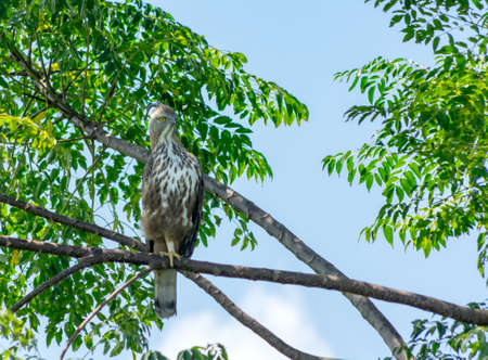 Crested Hawk Eagle perched on a tree against a blue sky. perched on a tree against a blue sky. Sri Lanka,の写真素材