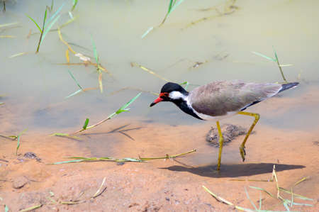 Red-wattled Lapwing walking by the shore of the lake.Sri Lanka.