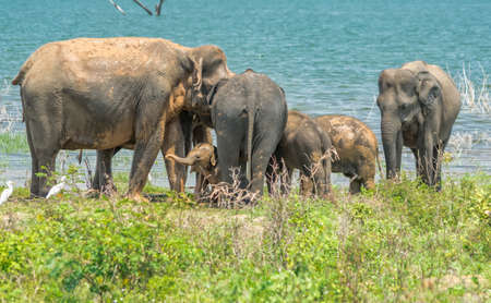 A herd of elephants from the Udawalawe national park strolling by the shore of the lake.の写真素材