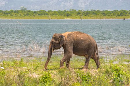Elephant from the Udawalawe national park strolling by the shore of the lake.Sri Lanka.の写真素材