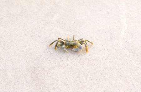 A picture of a crab taken on a white beach somewhere in the Maldives.