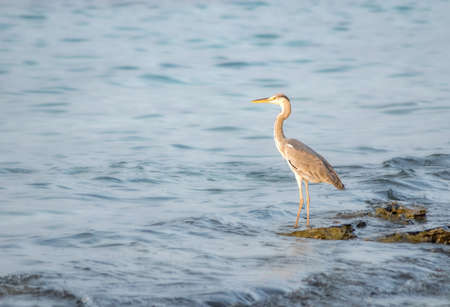 Heron standing by the sea shore somewhere in the Maldives.の写真素材
