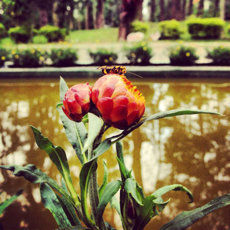 Flowers in bloom.