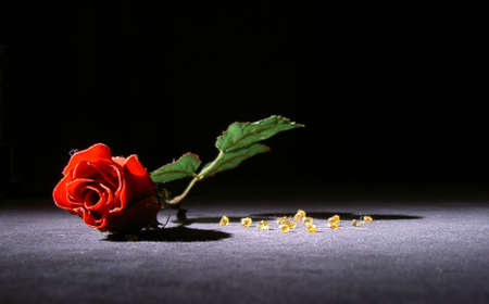 flowersの写真素材