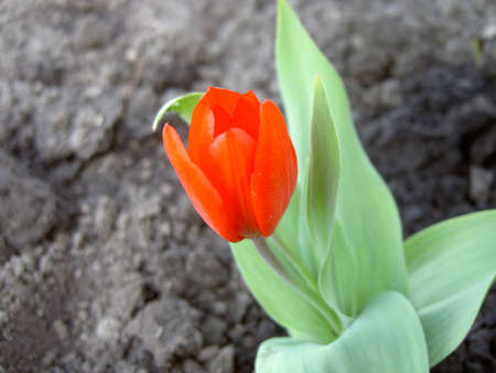flowersの写真素材