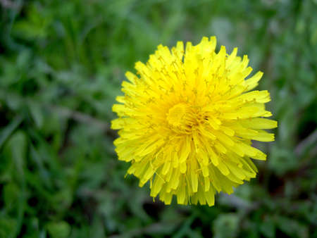 yellow dandelionの写真素材