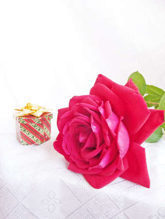 rose with presentの写真素材