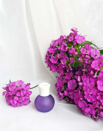 carnation and perfumeの写真素材