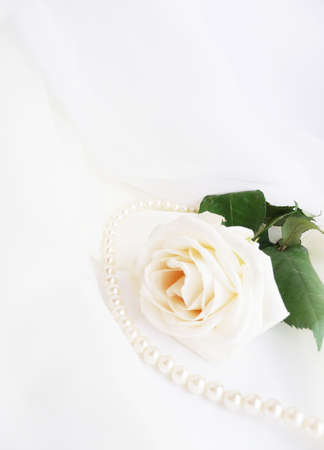 white roseの写真素材