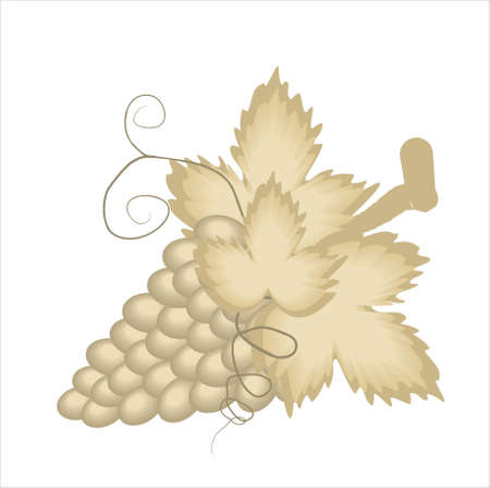 grapes in shades of brownのイラスト素材