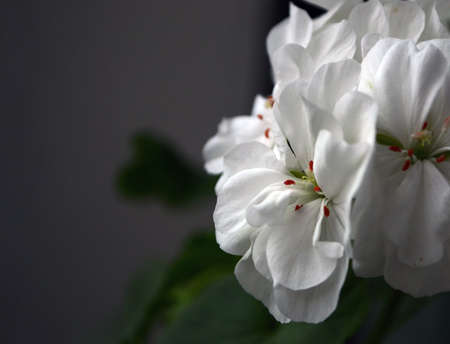 white flowersの写真素材