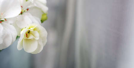 white flowersの写真素材