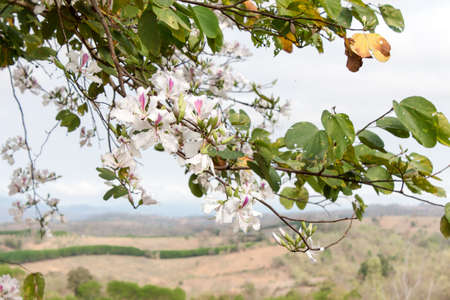 Life remains the same until the pain of remaining the same becomes greater than the pain of change.の写真素材