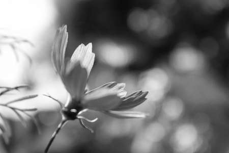 A day of sorrow is longer than a month of joy.の写真素材