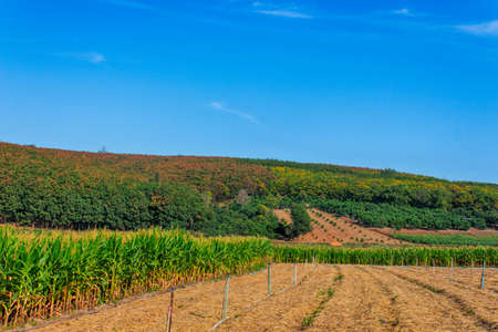 Corn farm surrounded by rubber plantations and the mountains2.の写真素材