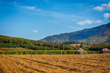 Corn farm surrounded by rubber plantations and the mountains.の写真素材