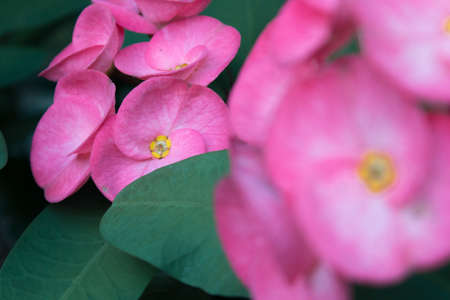 Pink Crown of thorns flowerの写真素材