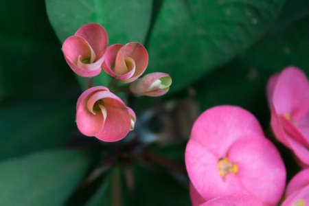 Small Pink Crown of thorns flower 2の写真素材