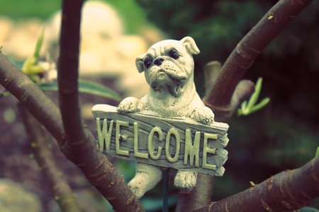 the dog of the welcomeの写真素材