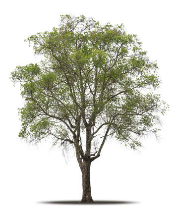 Tree isolated on white background realistic with shadow in high quality clipping mask, tropical tree used for advertising design and graphic decorationの写真素材